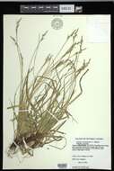 Image of fibrousroot sedge