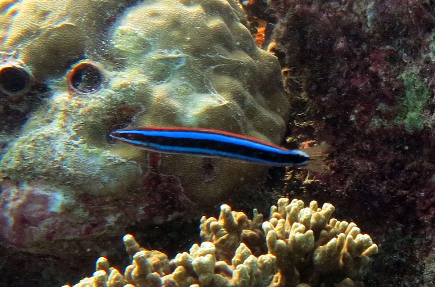 Image of Bluestriped Blenny