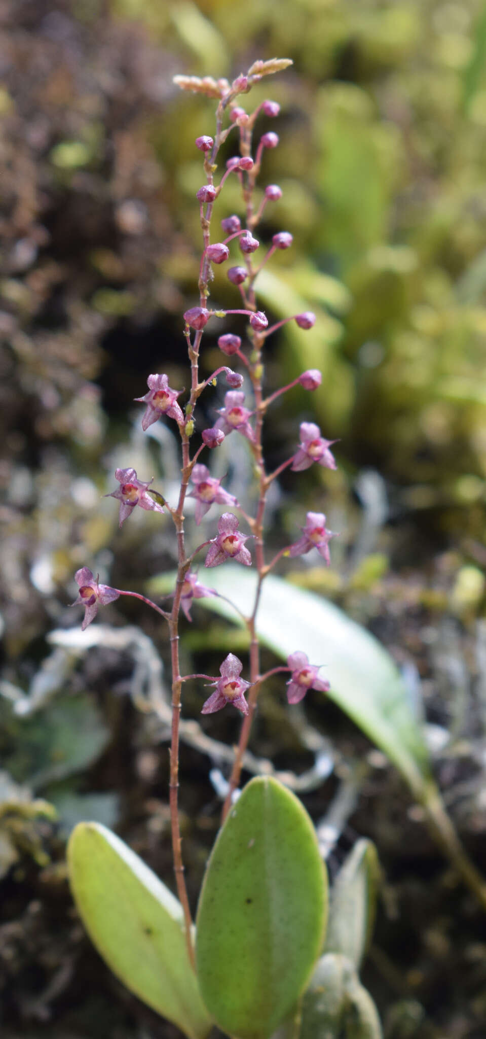 Image de Stelis antennata Garay