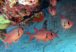 Image of Big-eye Soldierfish