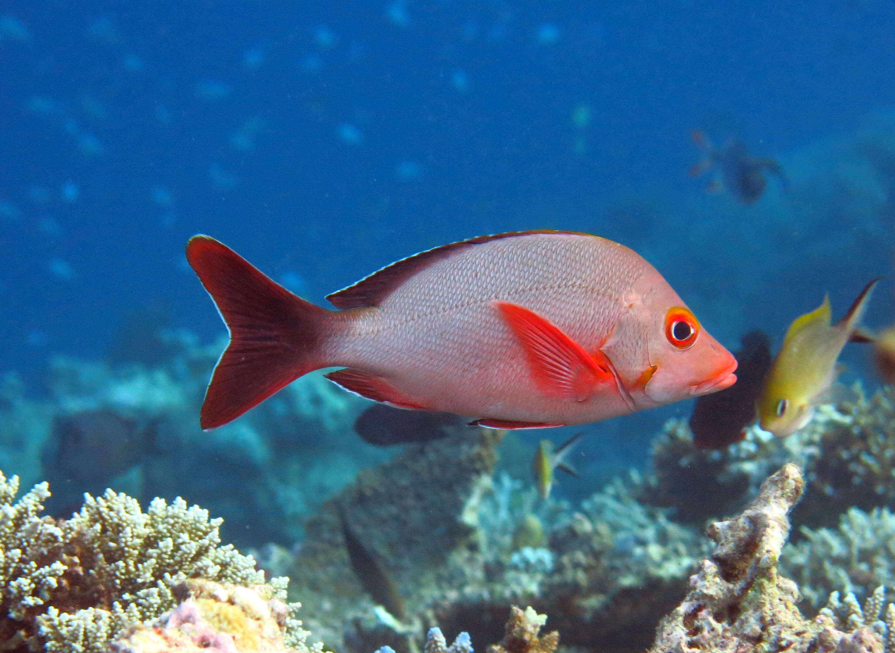 Image of Humpback red snapper