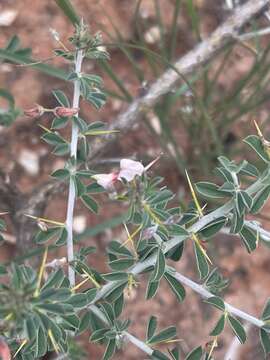 Imagem de Indigofera circinnata Harv.