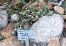 Image of Crassula barklyi N. E. Brown