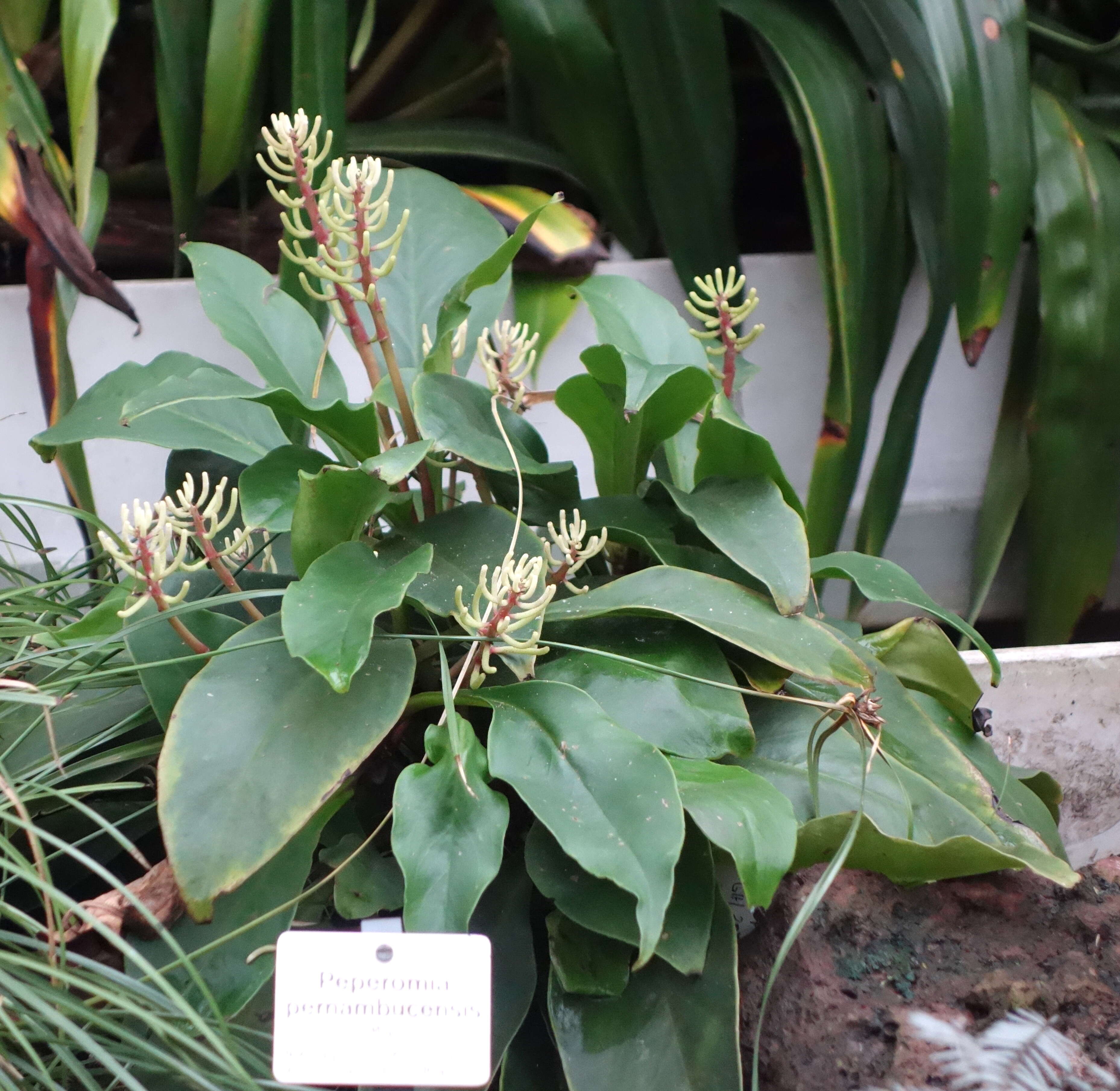 Image of Peperomia pernambucensis Miq.