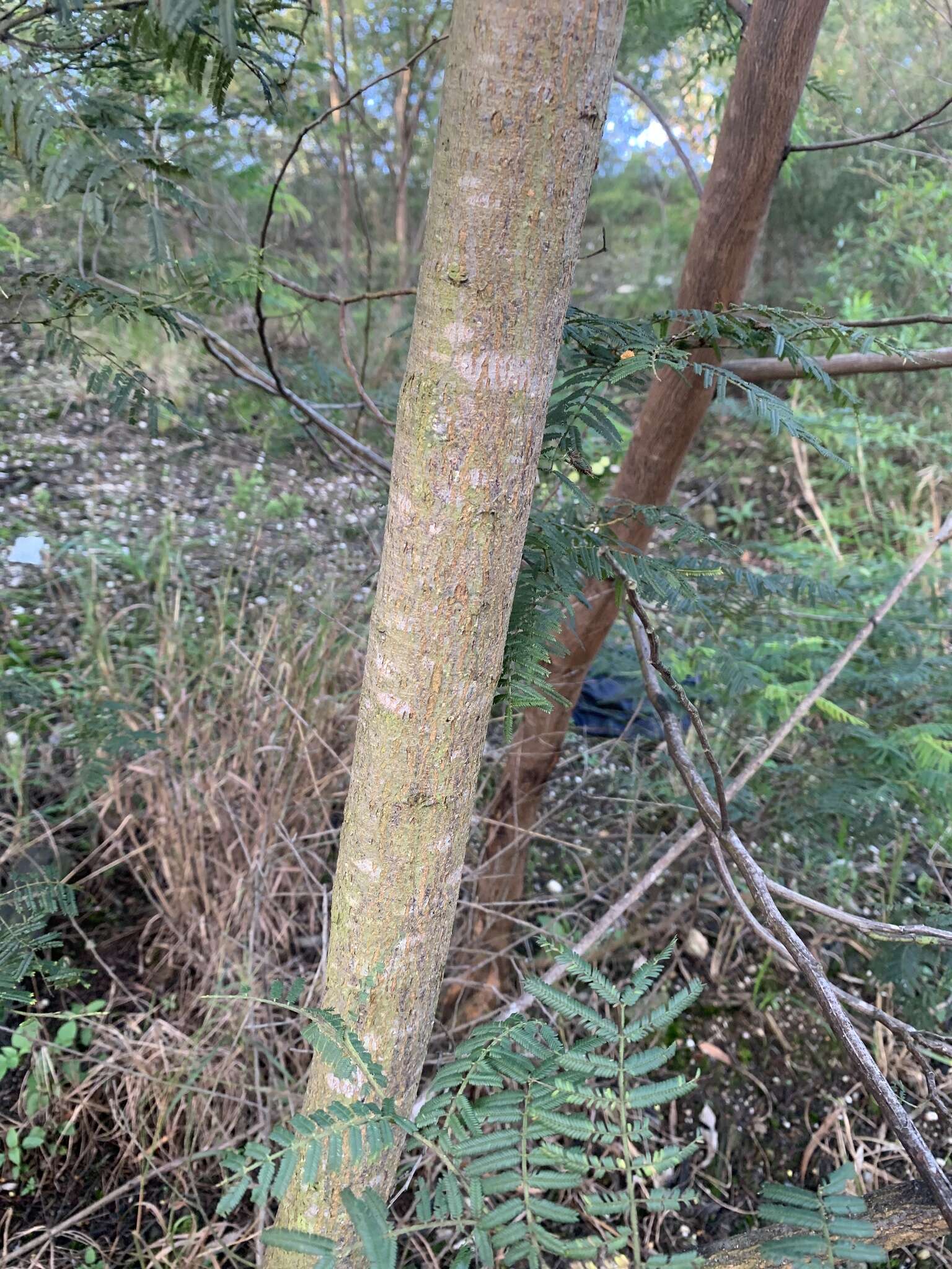 Image of Acacia oshanesii F. Muell. & Maiden