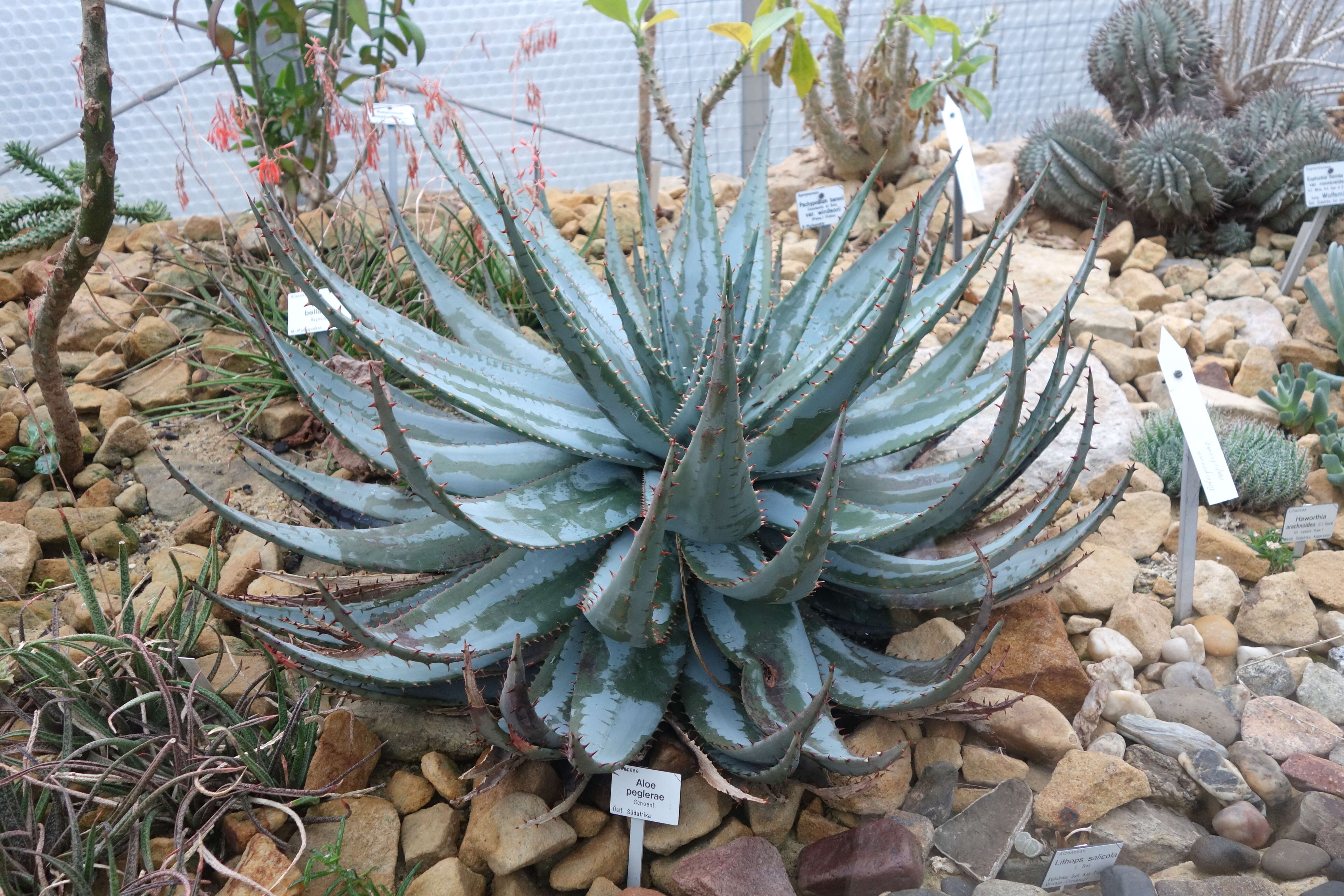 صورة Aloe peglerae Schönland