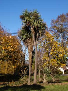 Image of cabbage tree