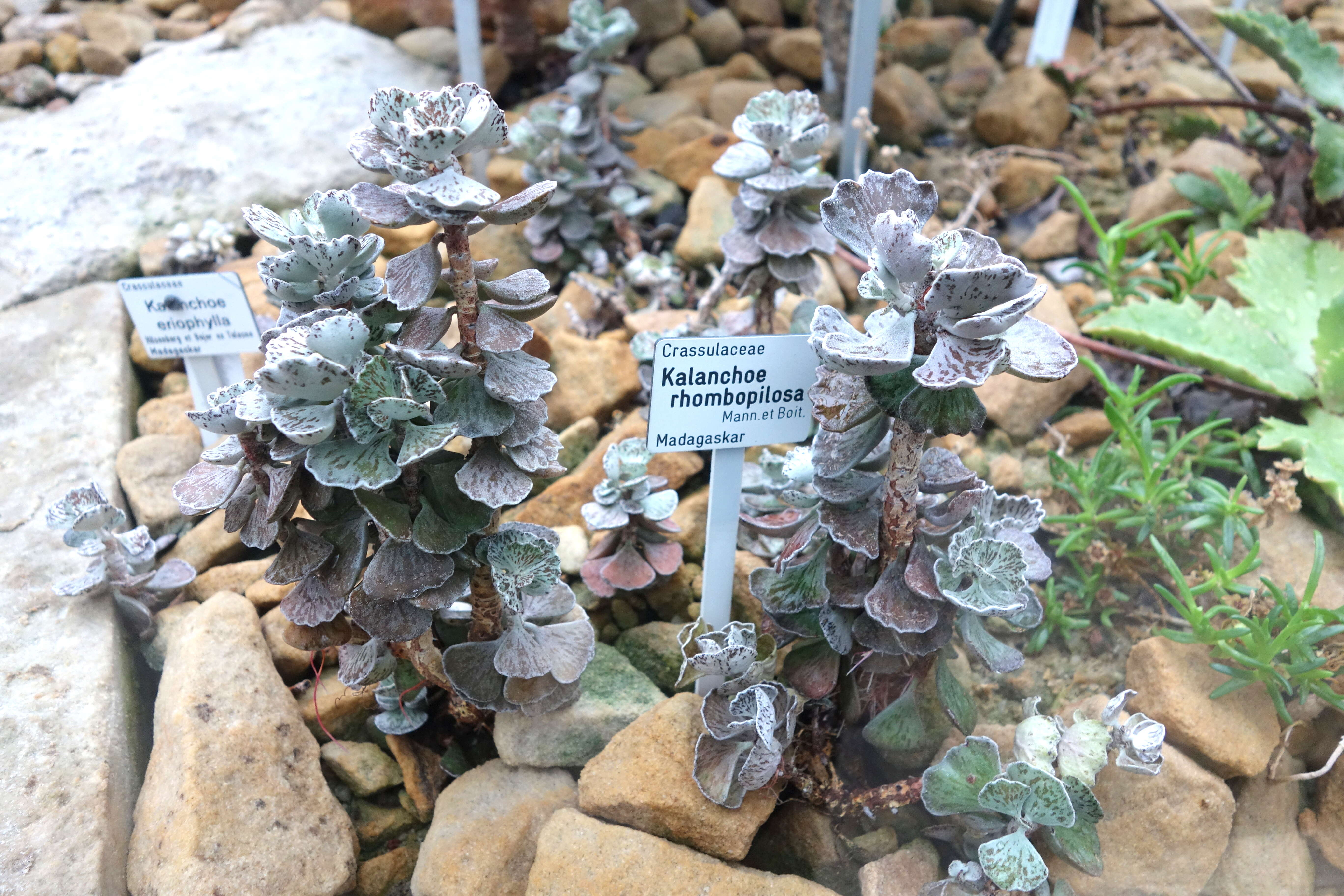 Image of Kalanchoe rhombopilosa Mannoni & Boiteau