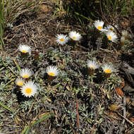 Image of Helichrysum retortum (L.) Willd.