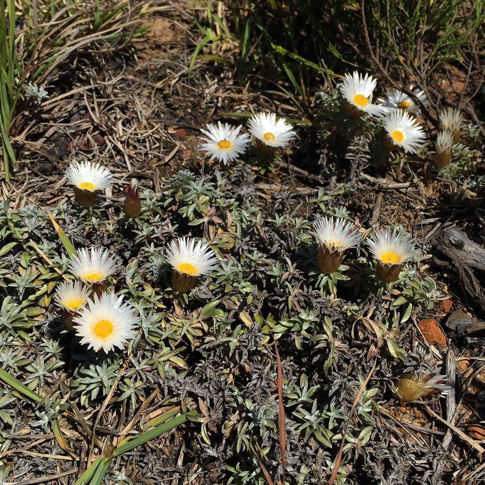 Image of Helichrysum retortum (L.) Willd.