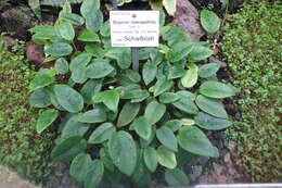 Слика од Begonia elaeagnifolia Hook. fil.