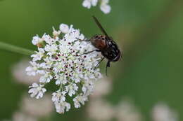 Image of House fly