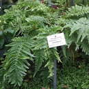 Image of Jamaican goldback fern