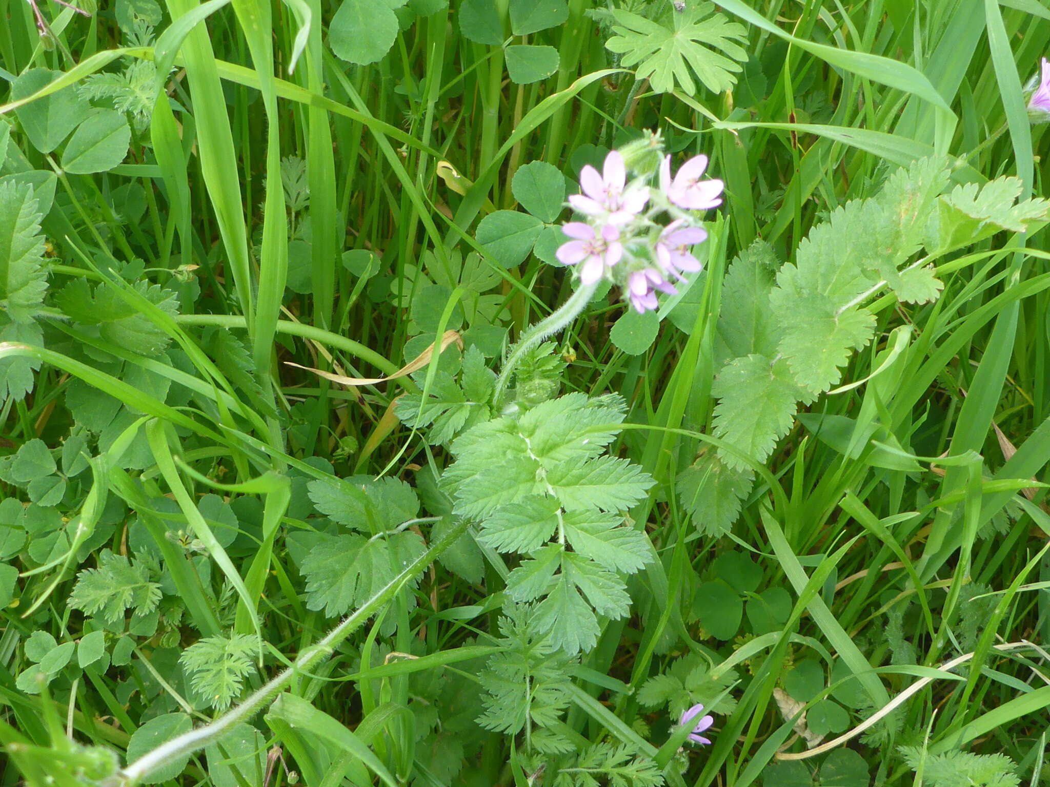 Image of musky stork's bill