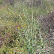 Image of cup grass