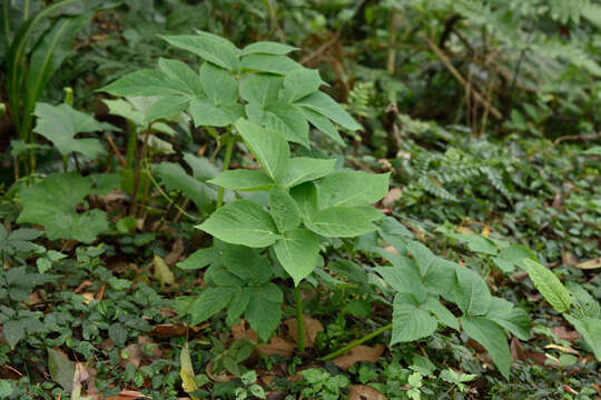 Image of Angelica dahurica var. formosana (Boiss.) Yen