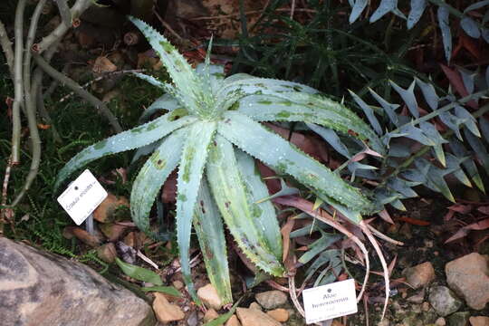 Image of Aloe hereroensis Engl.