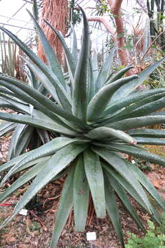 Image of Mountain aloe