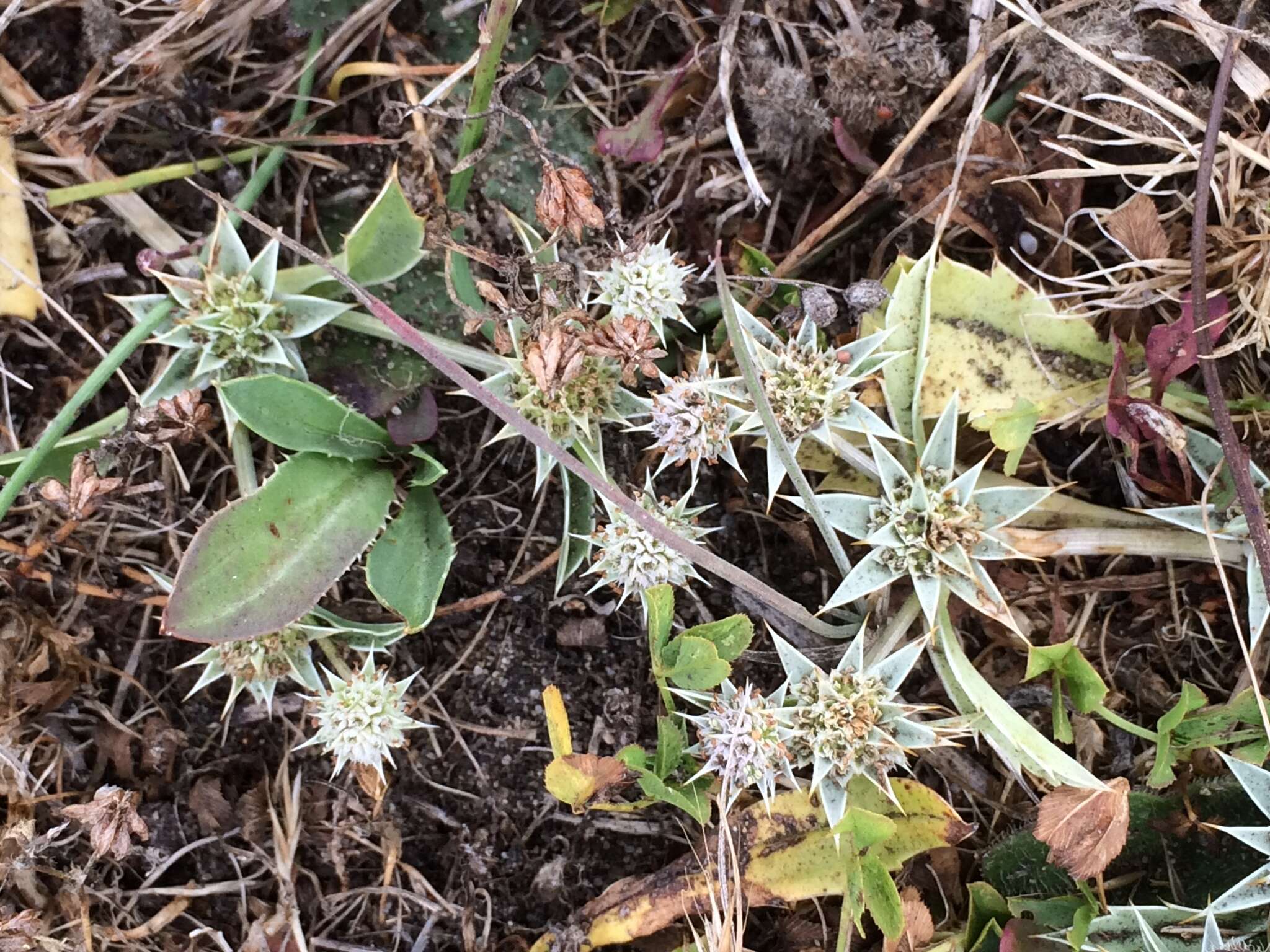 Image of coastal eryngo