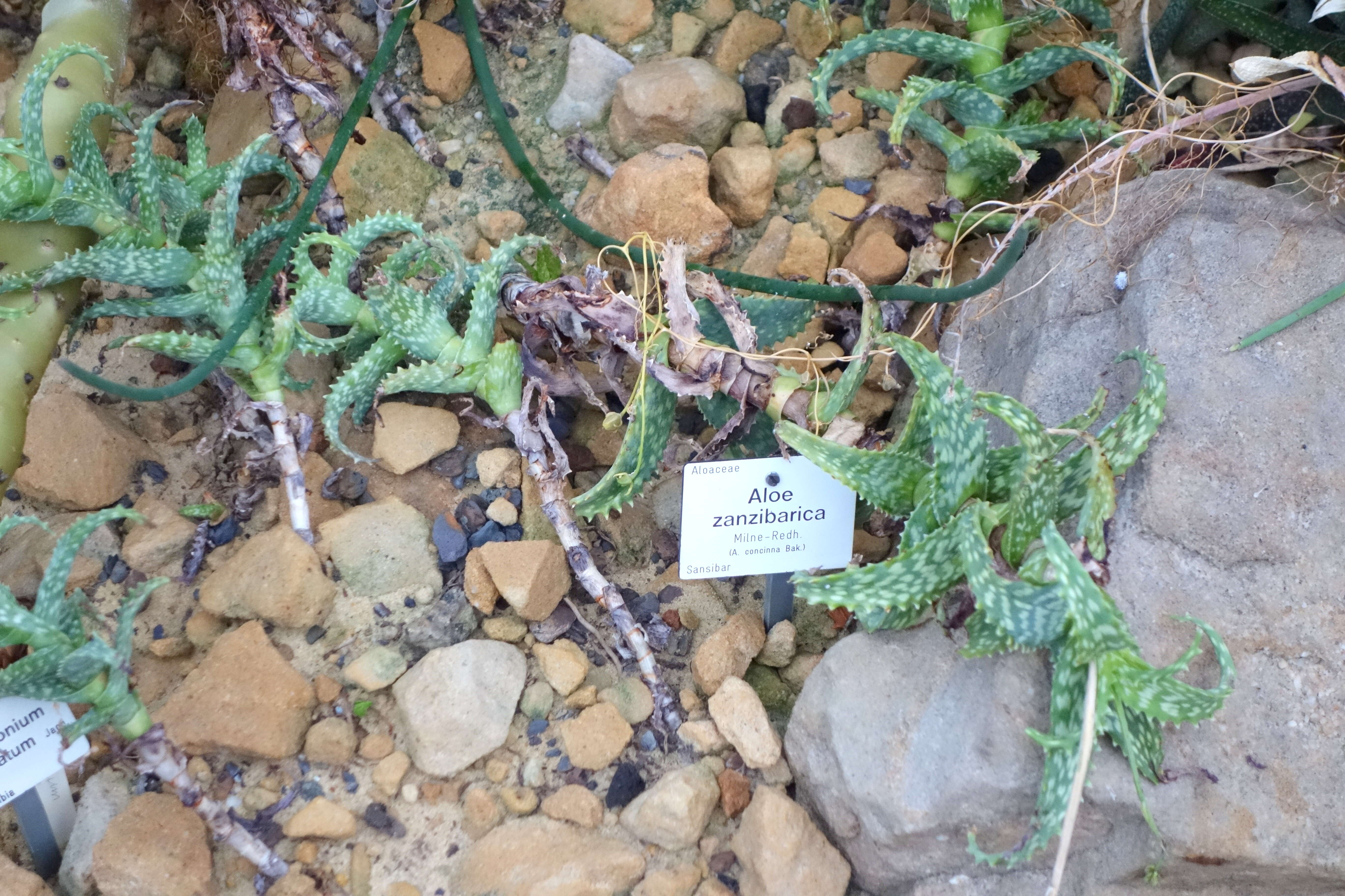 Image of Aloe squarrosa Baker ex Balf. fil.