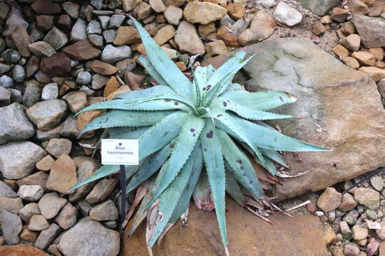 Image of Aloe hereroensis Engl.