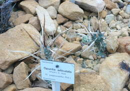 Image of Tephrocactus articulatus