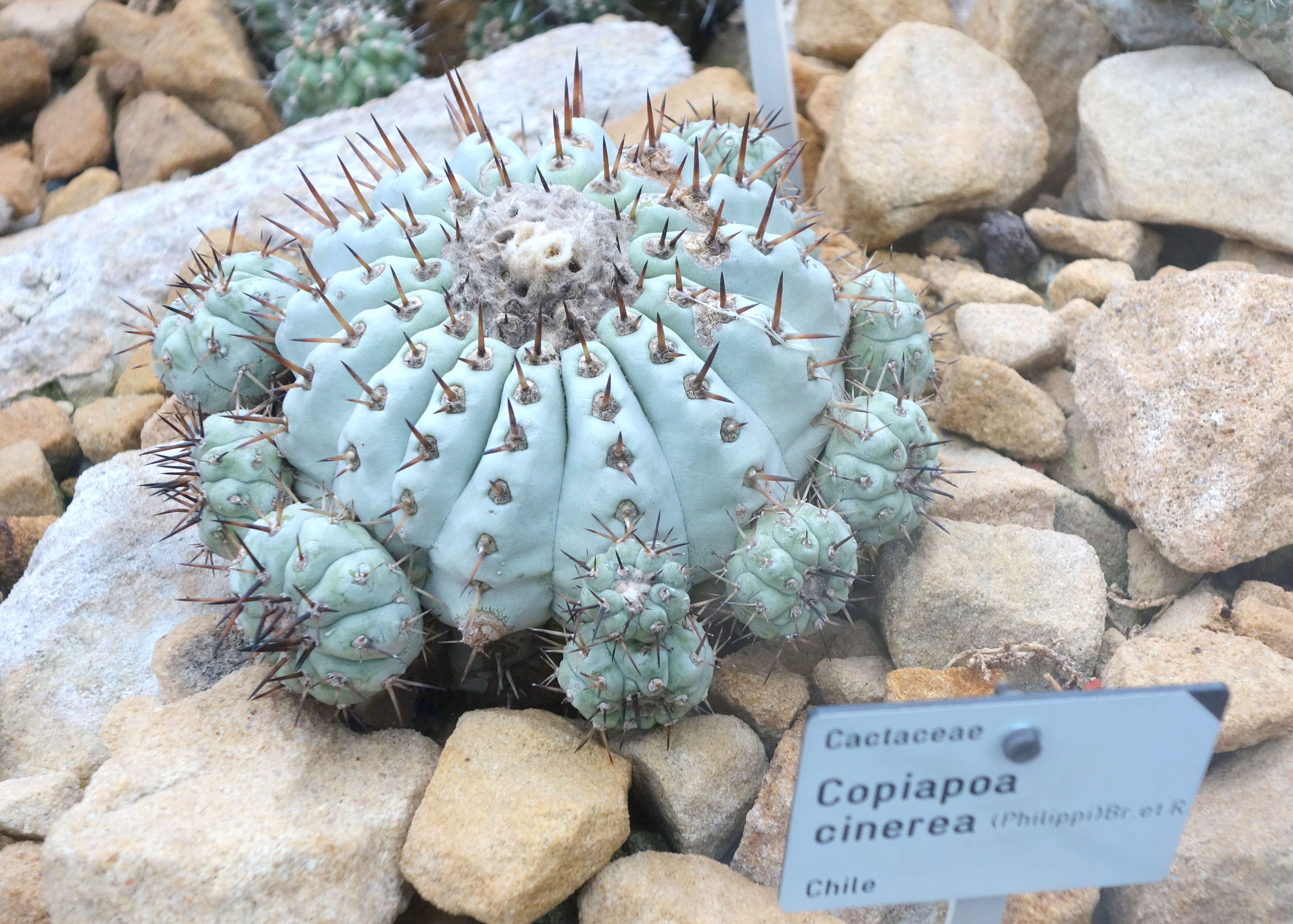 Image of Copiapoa cinerea (Phil.) Britton & Rose