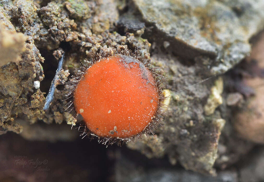 Imagem de Scutellinia trechispora (Berk. & Broome) Lambotte 1887