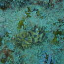 Image of blister coral