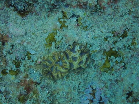 Image of blister coral