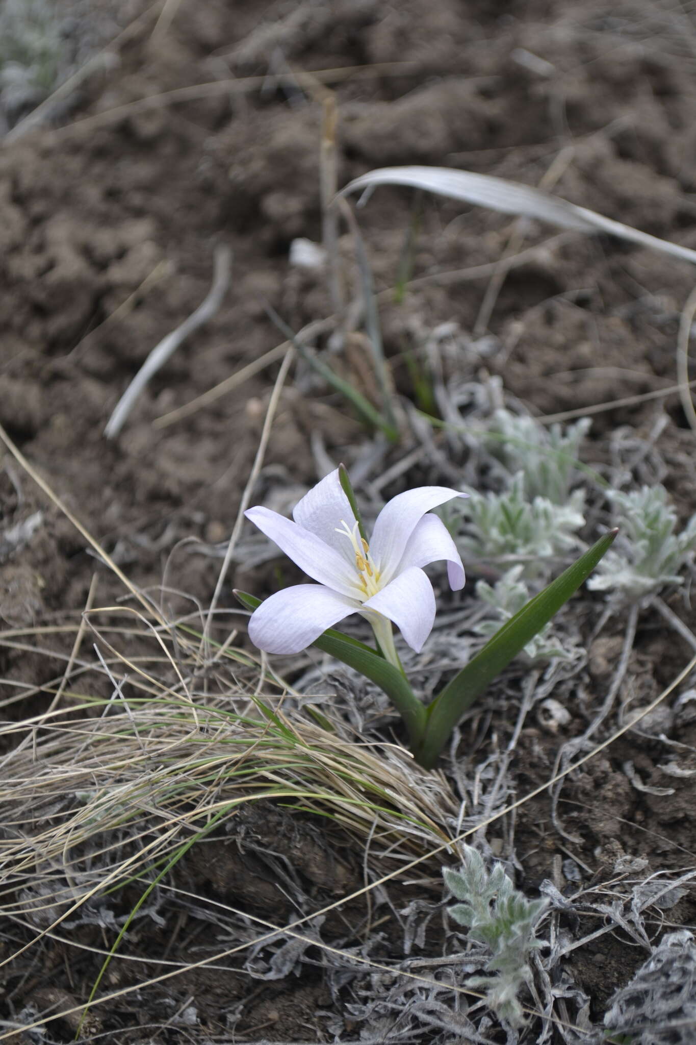 Image of Colchicum bulbocodium subsp. versicolor (Ker Gawl.) K. Perss.