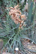 Image of Puya glabrescens L. B. Sm.