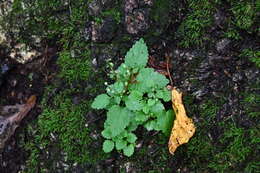 Image of Scutellaria pekinensis Maxim.