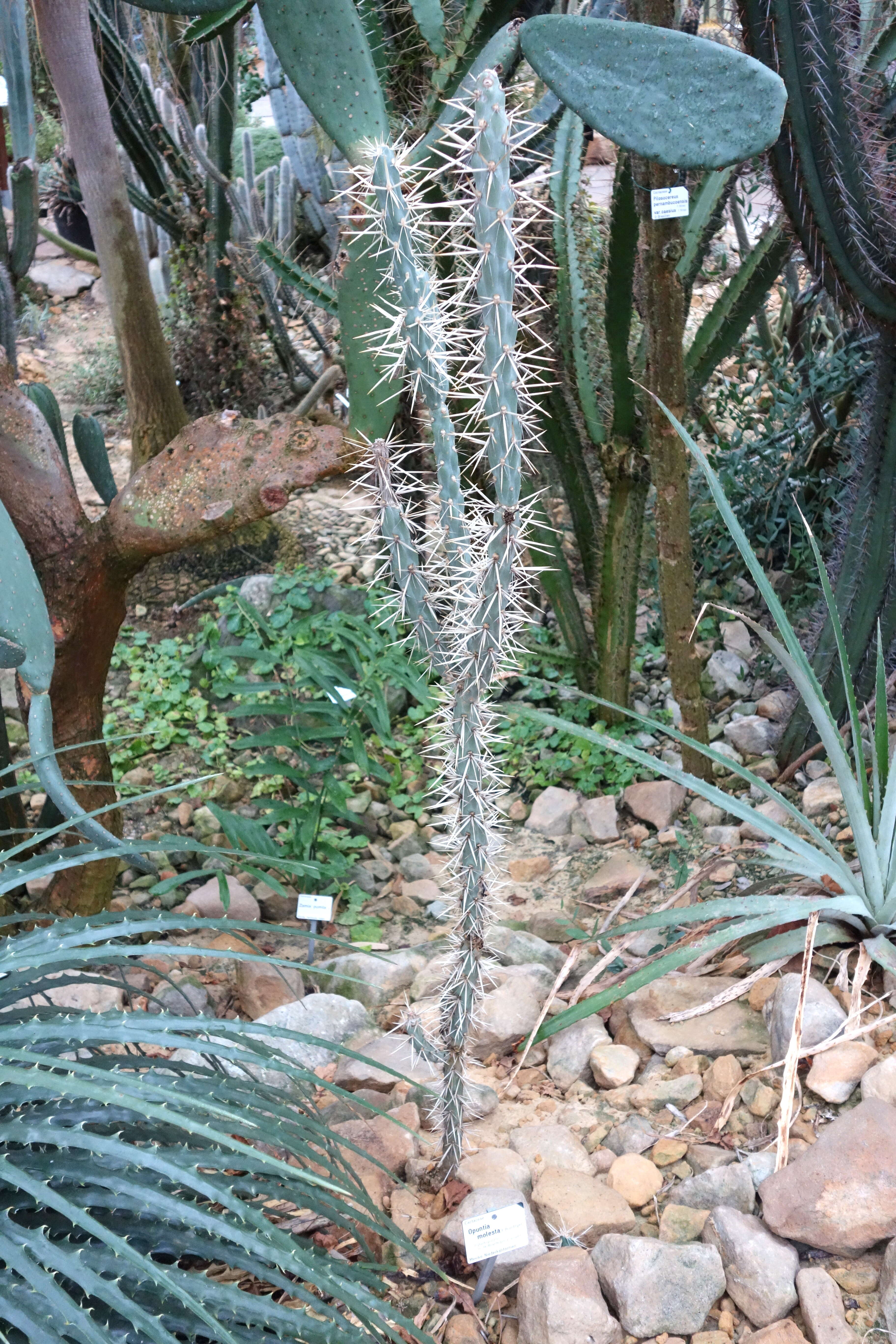 Image de Cylindropuntia molesta (Brandegee) F. M. Knuth