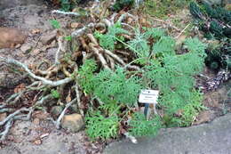 Image of Pelargonium laxum (Sweet) G. Don