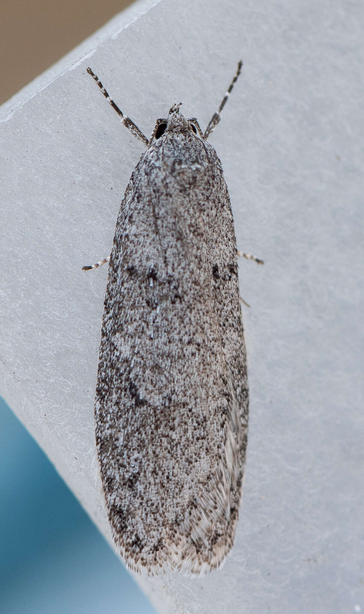 Image of Dull Flatbody Moth