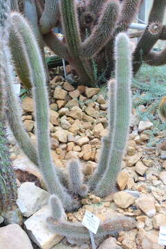 Imagem de Cleistocactus tominensis (Weing.) Backeb.