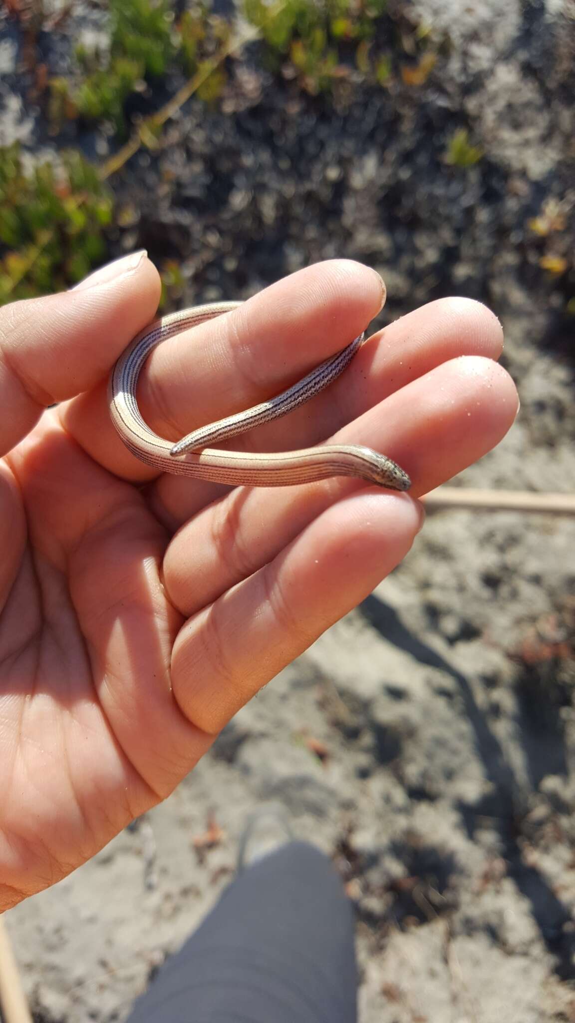 Image of Baja California Legless Lizard