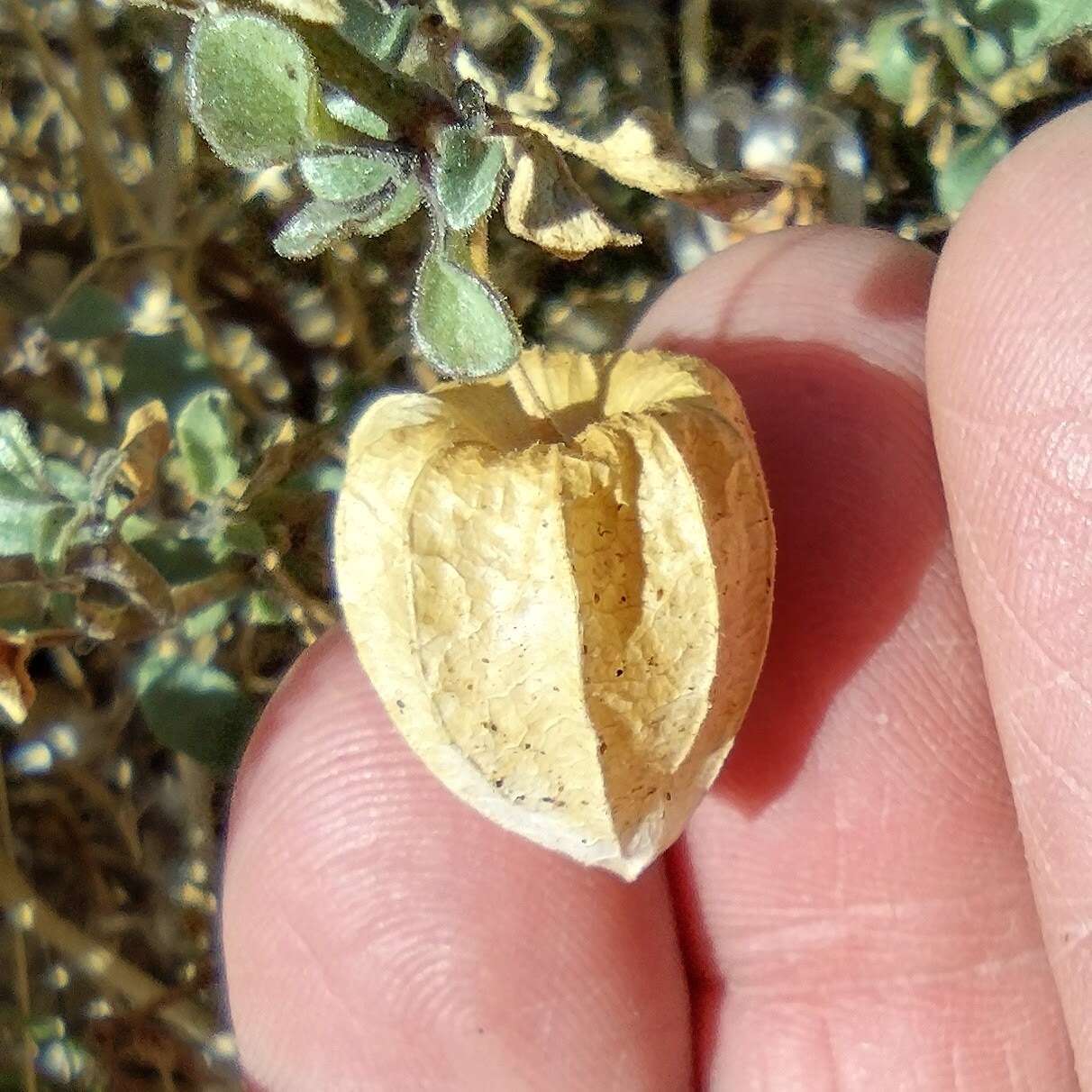 Image of yellow nightshade groundcherry