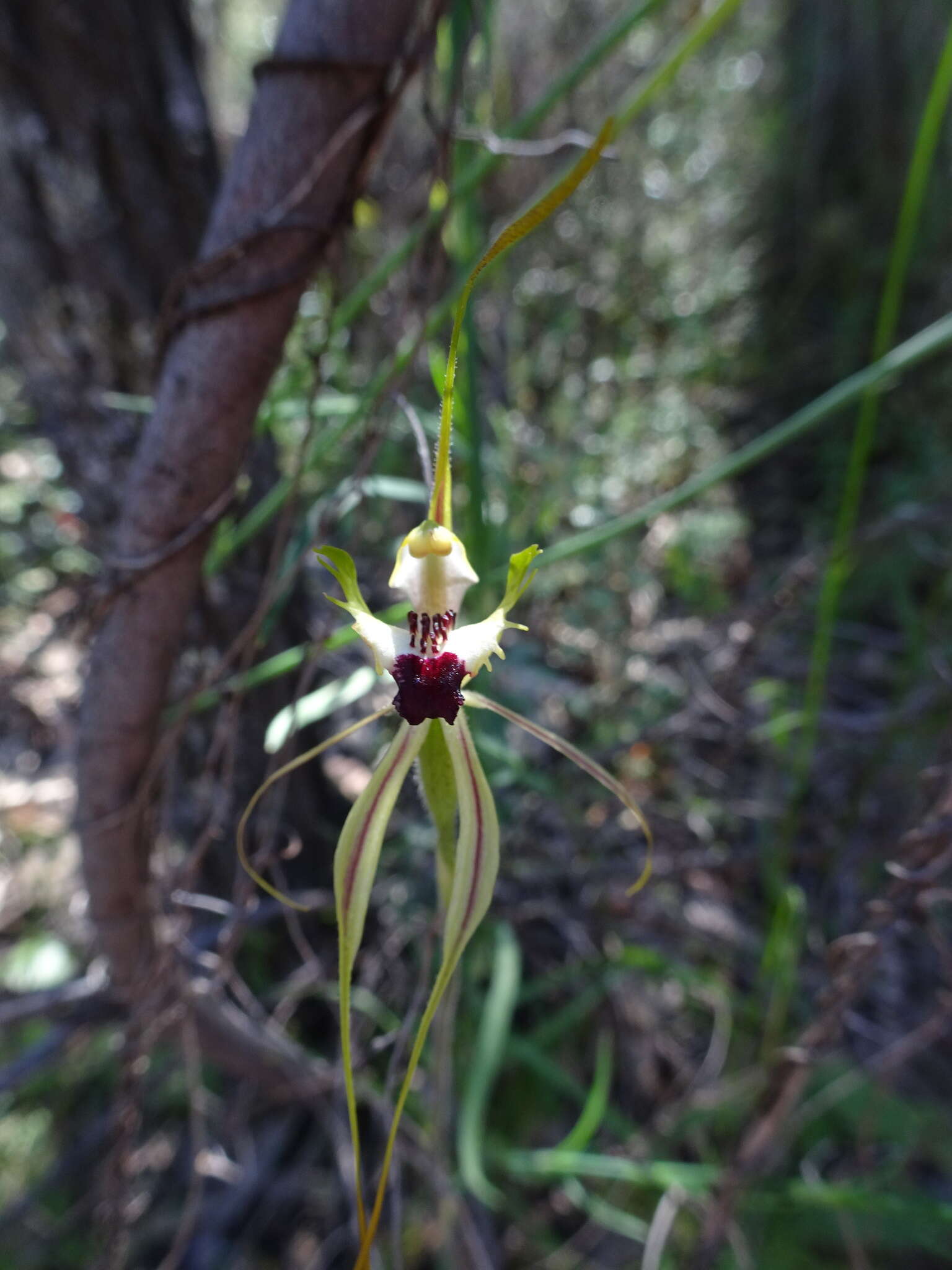 Image of Thin-clubbed mantis orchid