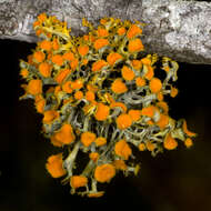 Image of teloschistes lichen