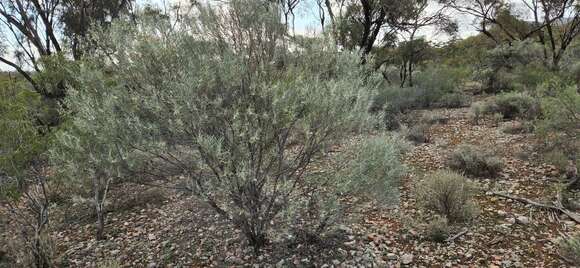 صورة Eremophila oppositifolia R. Br.