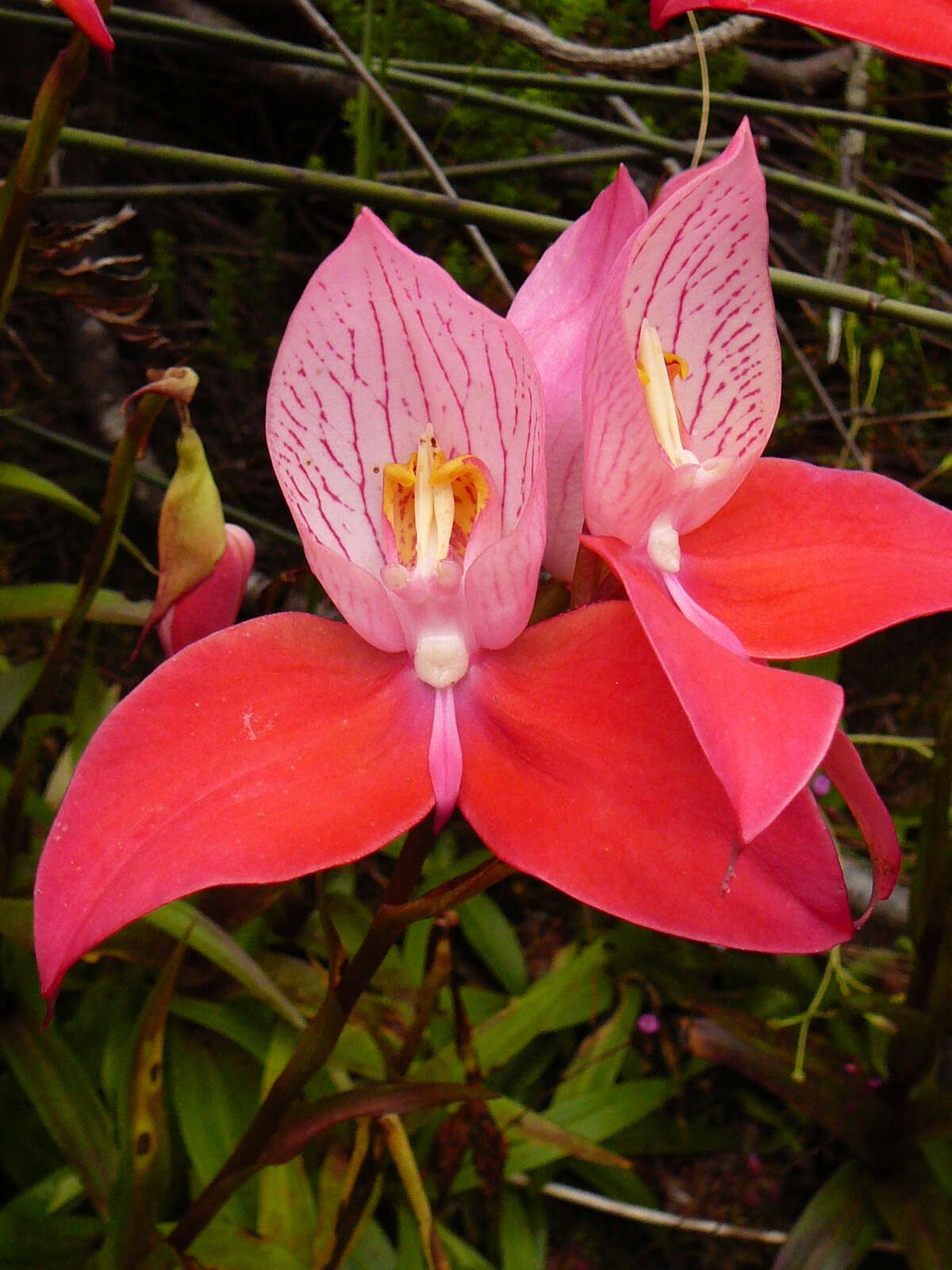 Image of Red Disa