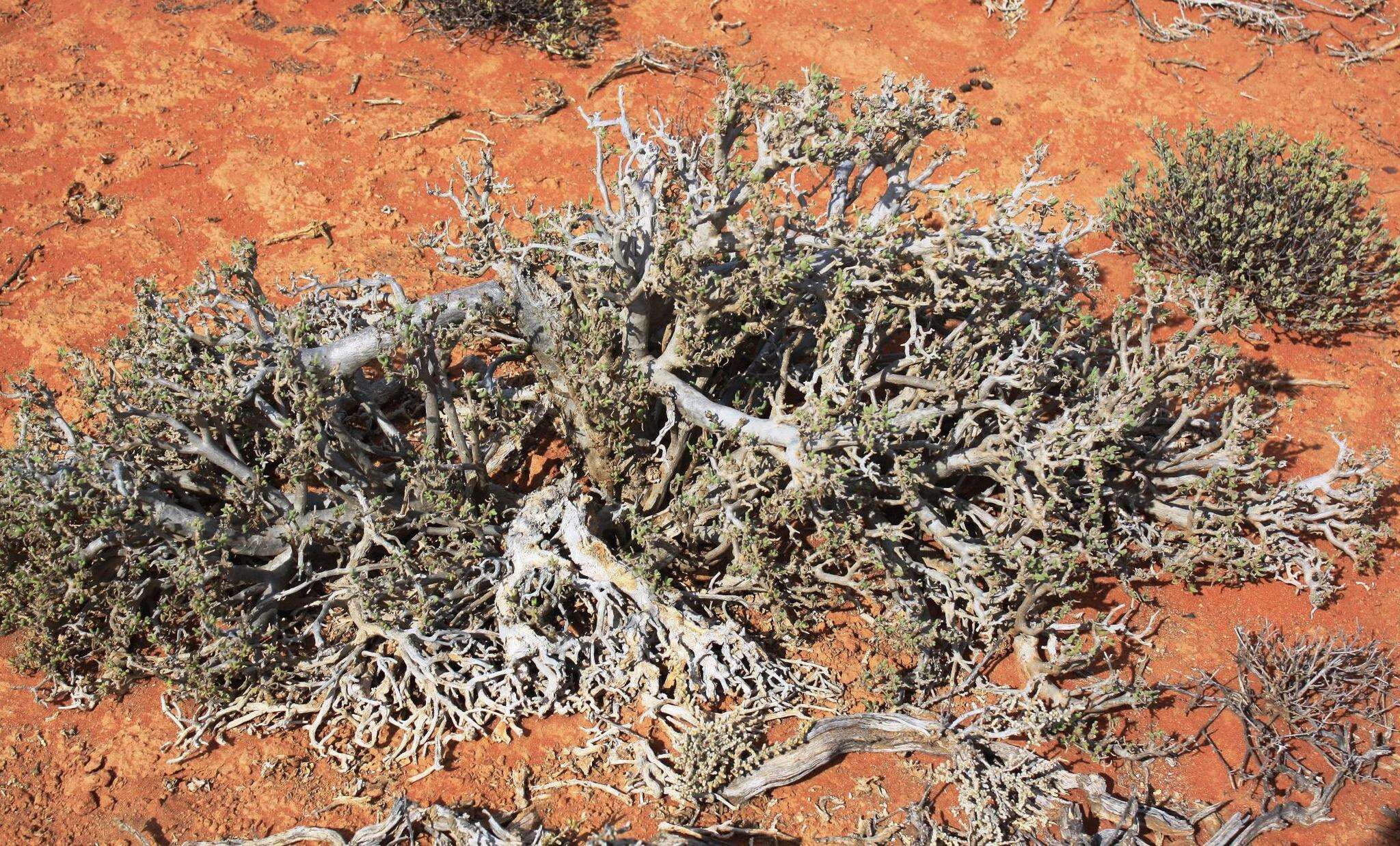 Imagem de Delosperma crassum L. Bol.