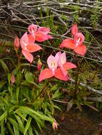 Image of Red Disa