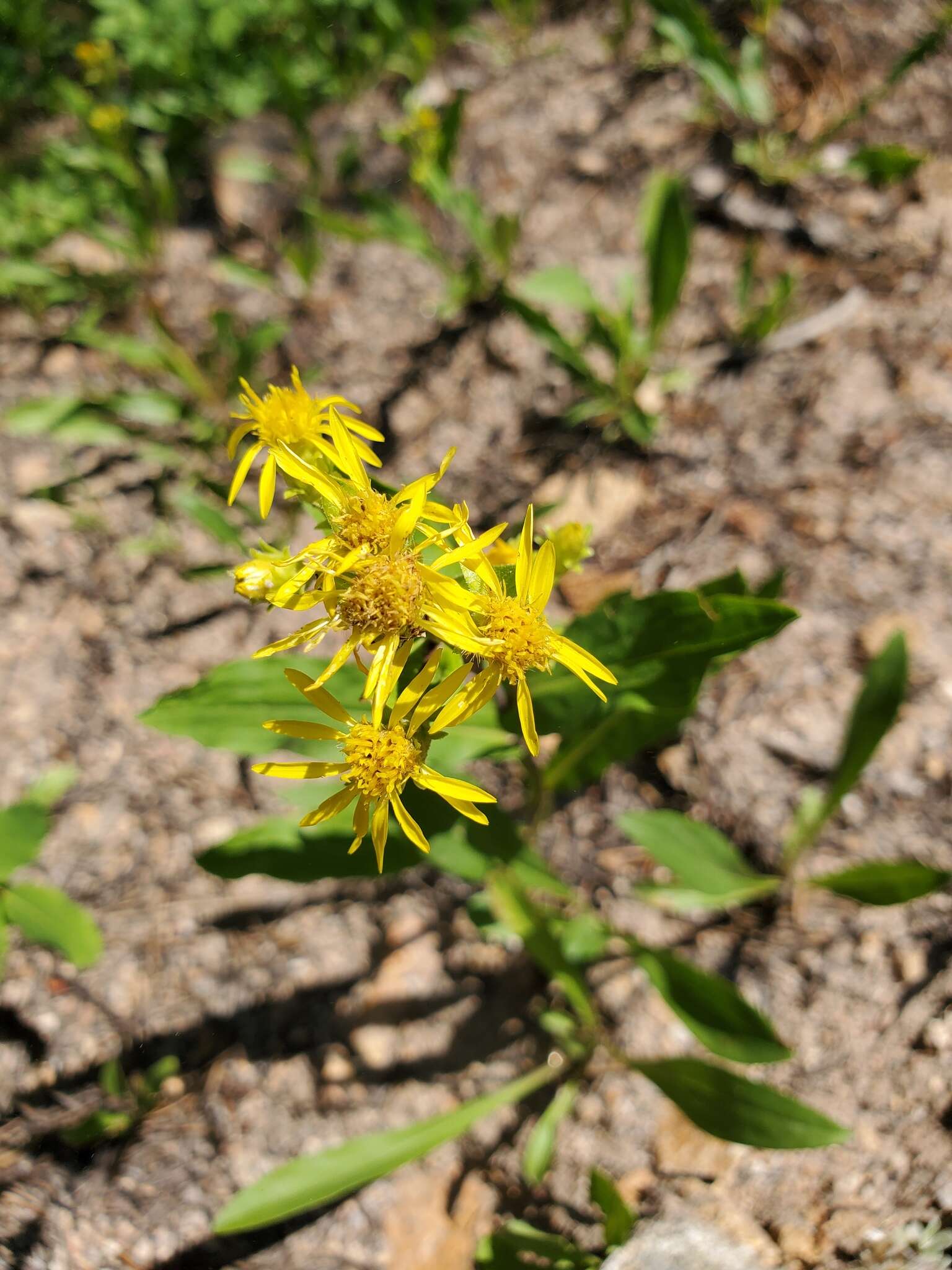 Image of Parry's goldenrod