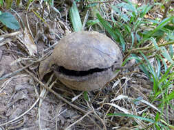 Image of common calabash tree