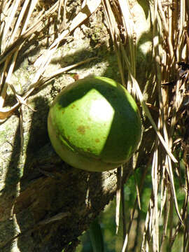 Image of common calabash tree