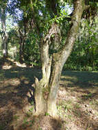 Image of common calabash tree