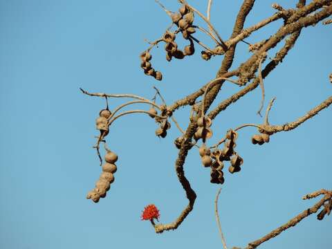 Imagem de Erythrina abyssinica DC.